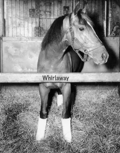 Whirlaway stands inside his stable wearing a halter and white leg wraps.