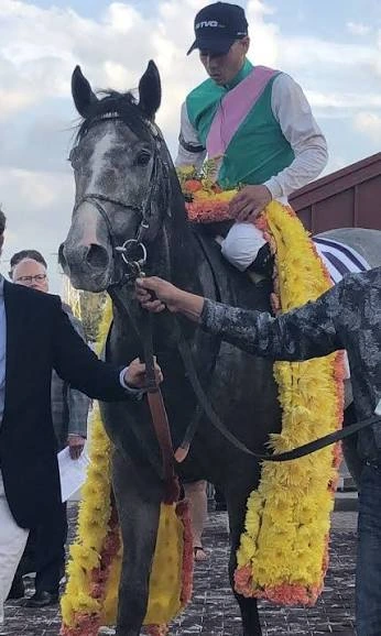 Jockey in green and pink silks sits on a grey racehorse draped in victory garlands.