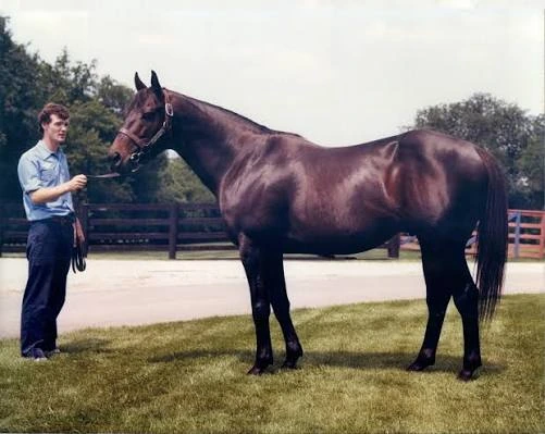 Handler holds a dark thoroughbred horse standing on grass near a paddock.