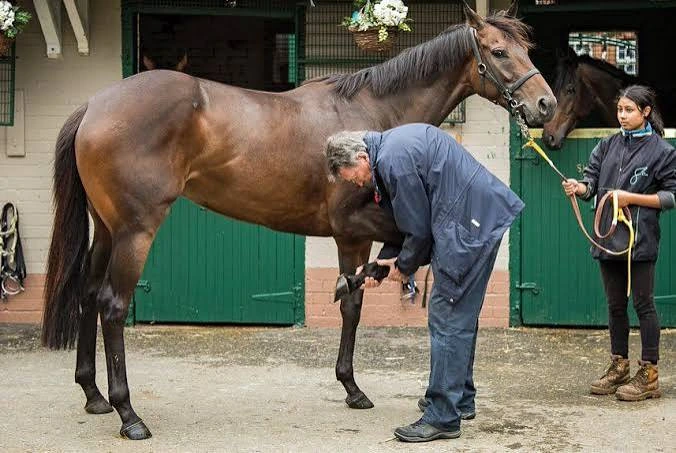 Veterinarian examines a racehorse’s front leg while a handler holds the reins.